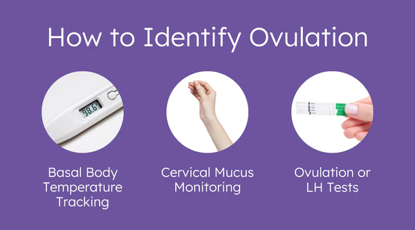 How to Know When You’re Ovulating